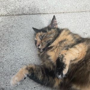 Meet your Posher, Jules